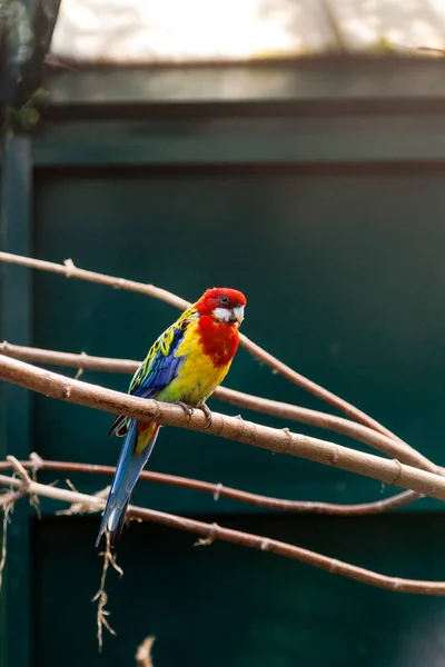 Loros guacamayos sentados en una rama de cerca —  Fotos de Stock