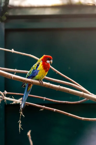 Loros guacamayos sentados en una rama de cerca — Foto de Stock