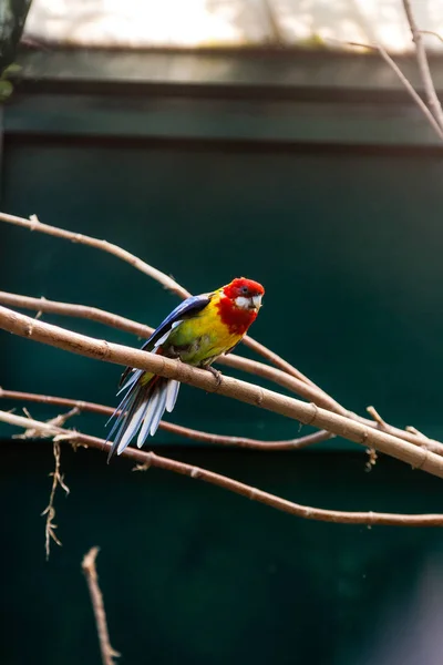 Papegojor papegojor sitter på en närbild gren — Stockfoto