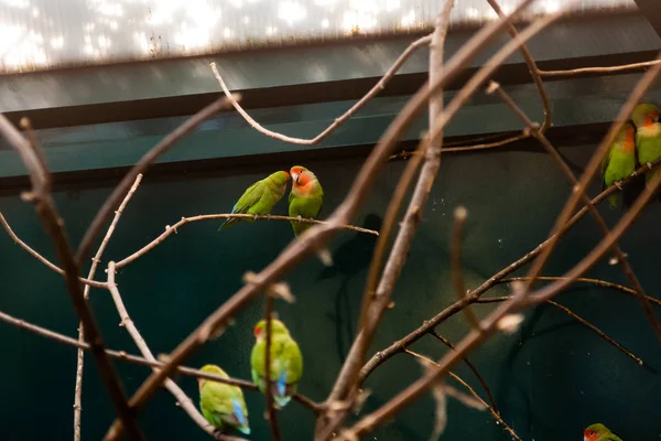 Coppia innamorata amici pappagalli sedersi su un ramo close-up — Foto Stock