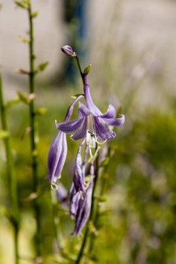 Üzerinde böcek ve arılar yakın otur alan çiçek