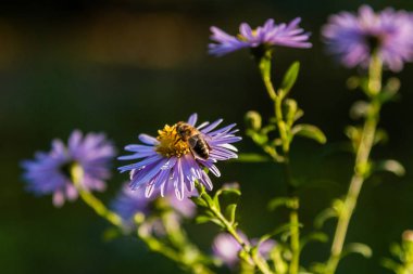 Üzerinde böcek ve arılar yakın otur alan çiçek
