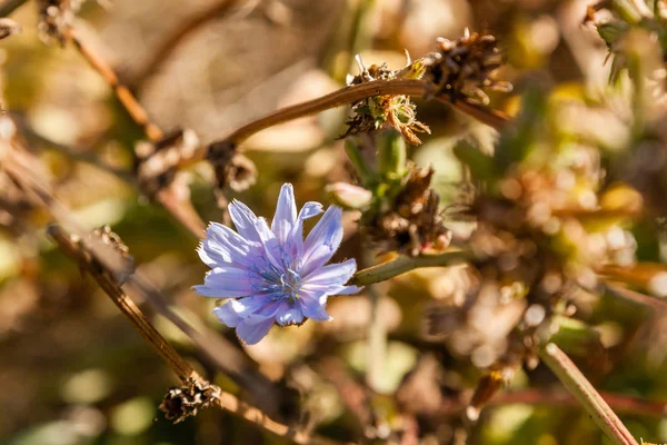 Flores de campo nas quais insetos e abelhas se sentam de perto — Fotografia de Stock