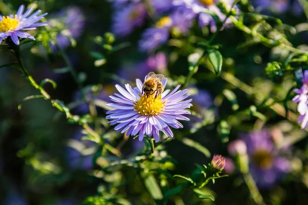 Flores de campo sobre las que se sientan de cerca insectos y abejas — Foto de Stock