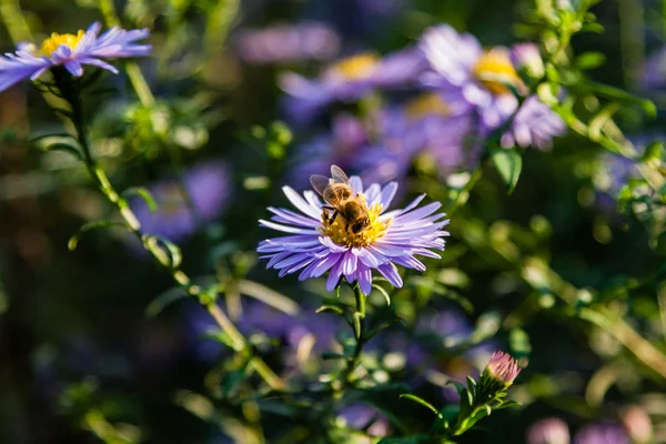 Flores de campo sobre las que se sientan de cerca insectos y abejas — Foto de Stock