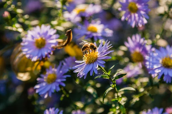 Полевые цветы, на которых сидят насекомые и пчелы — стоковое фото