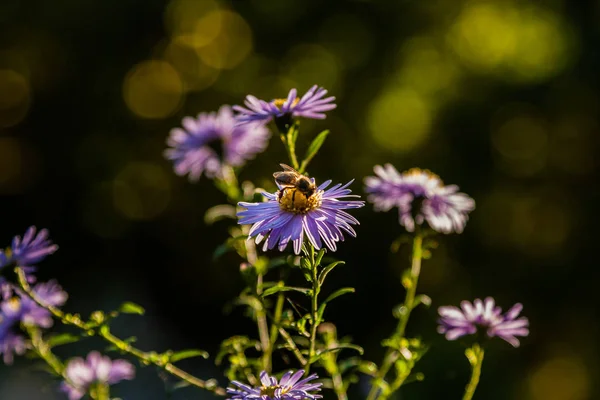 Field flowers on which insects and bees sit close up — Stock Photo, Image