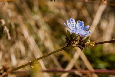 Üzerinde böcek ve arılar yakın otur alan çiçek
