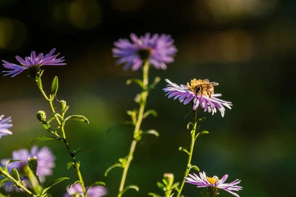 野の花に昆虫、蜂起きてすぐ — ストック写真