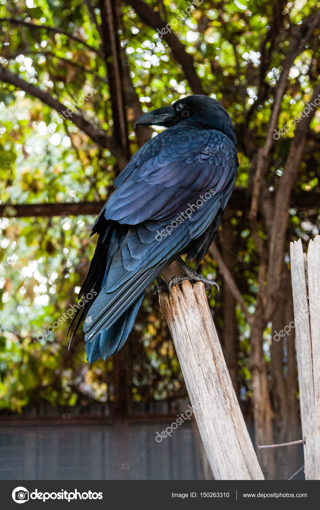 Grand Corbeau Noir Assis Sur Une Branche En Gros Plan Image Libre De Droit Par Minakryn C Grand Corbeau Noir Assis Sur Une Branche En Gros Plan Image Libre De Droit Par Minakryn C