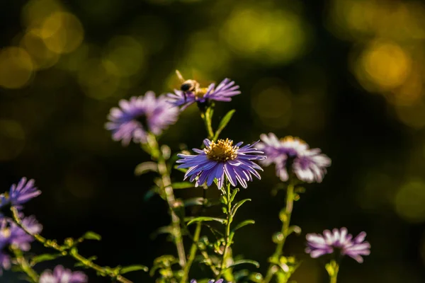 野の花に昆虫、蜂起きてすぐ — ストック写真