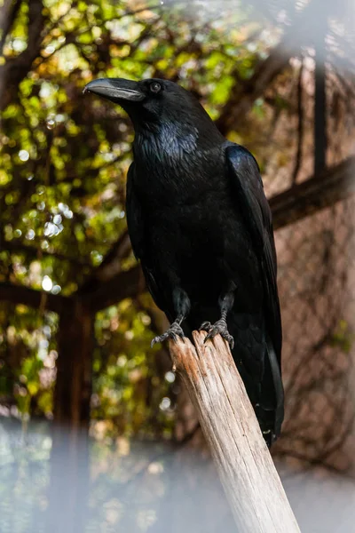 Big Black Raven sentado em um ramo de close-up — Fotografia de Stock