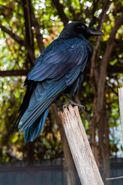 Grand corbeau noir assis sur une branche en gros plan — Photo