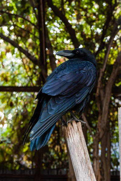 Big Black Raven sitting on a close-up branch — Stock Photo, Image