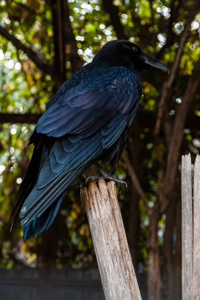 Big Black Raven sitting on a close-up branch — Stock Photo, Image