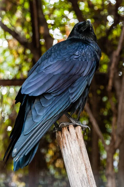 Big Black Raven sentado en una rama de cerca — Foto de Stock