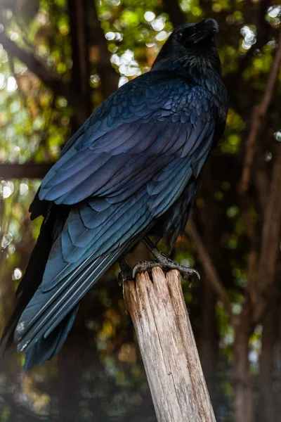 Big Black Raven sentado em um ramo de close-up — Fotografia de Stock