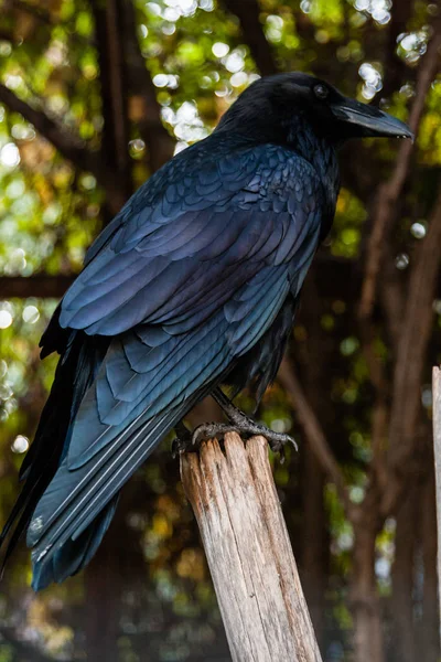 Big Black Raven sentado em um ramo de close-up — Fotografia de Stock