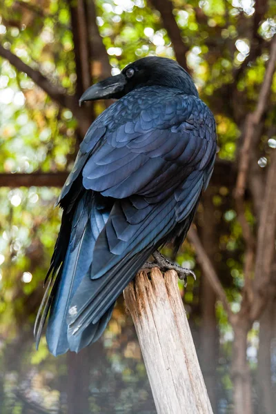 Grote zwarte Raven, zittend op een close-up tak — Stockfoto