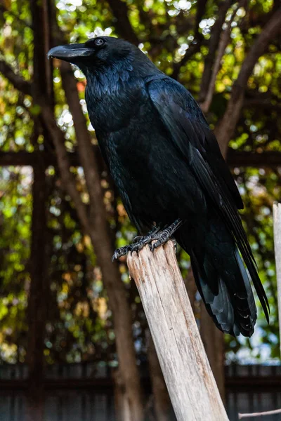 Großer schwarzer Rabe sitzt auf einem Ast in Großaufnahme — Stockfoto