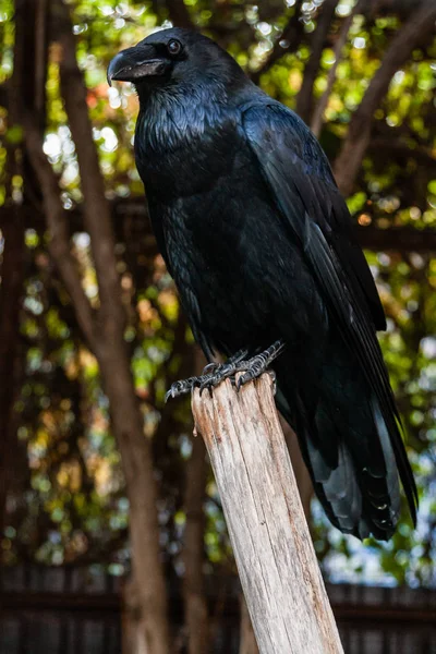 Großer schwarzer Rabe sitzt auf einem Ast in Großaufnahme — Stockfoto