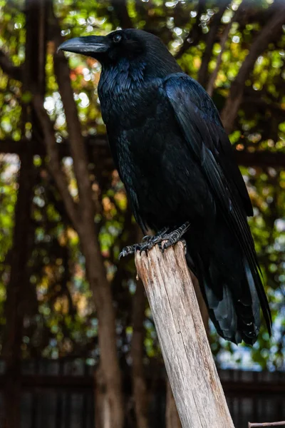 Big Black Raven sentado em um ramo de close-up — Fotografia de Stock