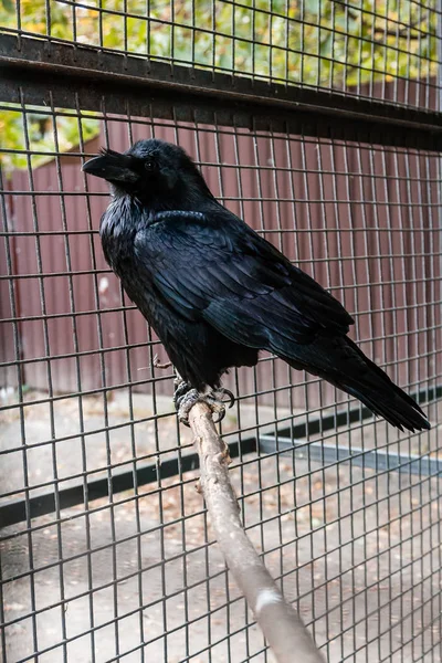 Big Black Raven sentado em um ramo de close-up — Fotografia de Stock