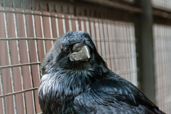 Big Black Raven sentado em um ramo de close-up — Fotografia de Stock