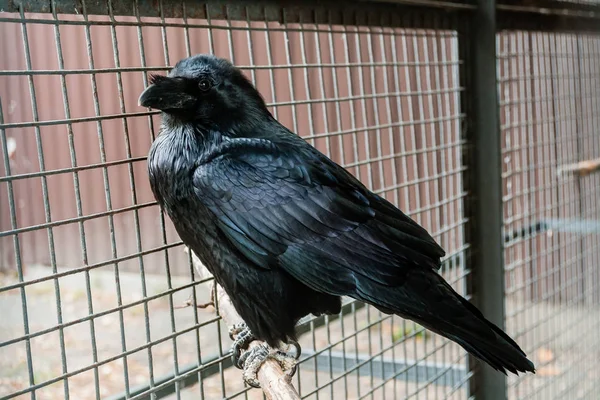 Big Black Raven sentado em um ramo de close-up — Fotografia de Stock