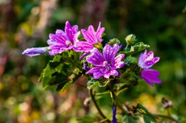 Makro çiçek içinde yakın çekim yaz alan damla
