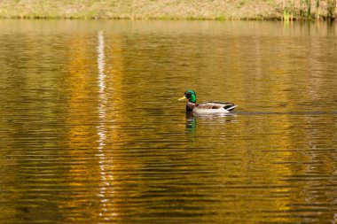 Drake sonbahar gölde yelken