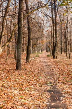 Güneşli sokakta sonbahar yaprakları, ağaçların güneş brea