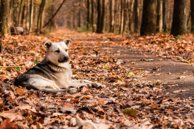 Hangi köpek yatıyor yaprakları sonbahar sunlay