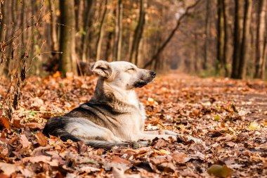 Hangi köpek yatıyor yaprakları sonbahar sunlay