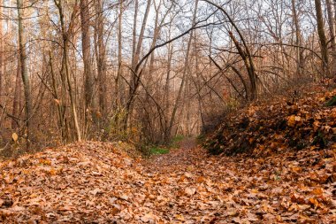 Güneşli sokakta sonbahar yaprakları, ağaçların güneş brea