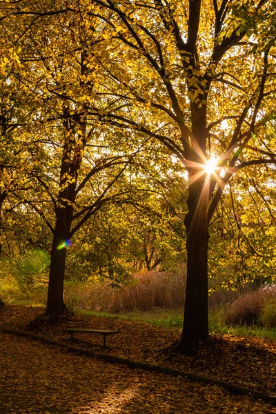 Outono beco ensolarado nas folhas, através das árvores a brea sol — Fotografia de Stock