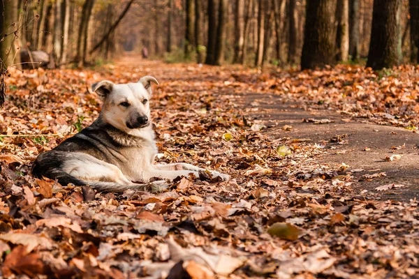 Herfst sunlay in de bladeren waar de hond ligt — Stockfoto