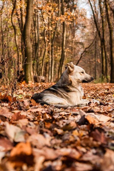 Sole autunnale nelle foglie su cui giace il cane — Foto Stock