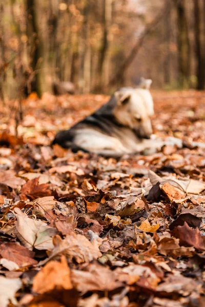 Herfst sunlay in de bladeren waar de hond ligt — Stockfoto