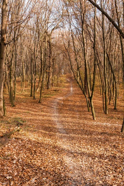 Autumn sunny alley in the leaves, through the trees the sun brea Royalty Free Stock Images