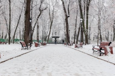Kış kar ve hoarfrost kaplı park