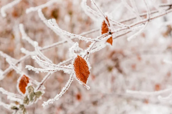 Winterblätter mit Schnee und Raureif bedeckt — Stockfoto