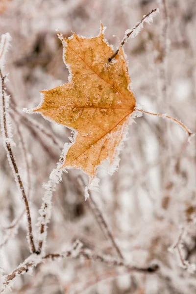 Feuilles d'hiver couvertes de neige et de givre — Photo