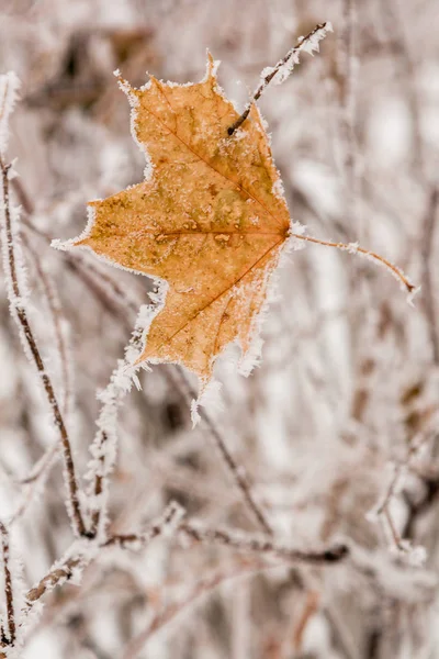 Feuilles d'hiver couvertes de neige et de givre — Photo