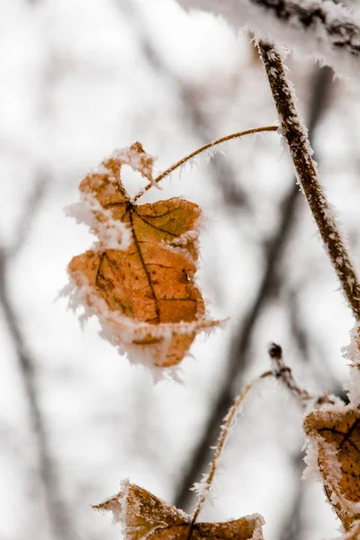 Feuilles d'hiver couvertes de neige et de givre — Photo