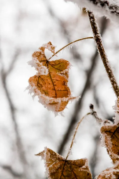 Feuilles d'hiver couvertes de neige et de givre — Photo