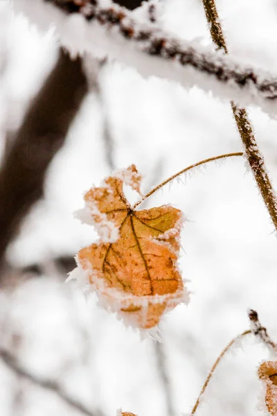 Hojas de invierno cubiertas de nieve y heladas — Foto de Stock