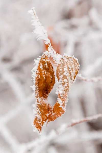 Winterblätter mit Schnee und Raureif bedeckt — Stockfoto