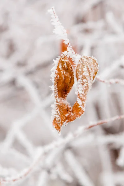 Hojas de invierno cubiertas de nieve y heladas — Foto de Stock