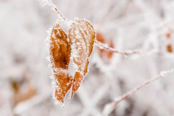 Winterblätter mit Schnee und Raureif bedeckt — Stockfoto